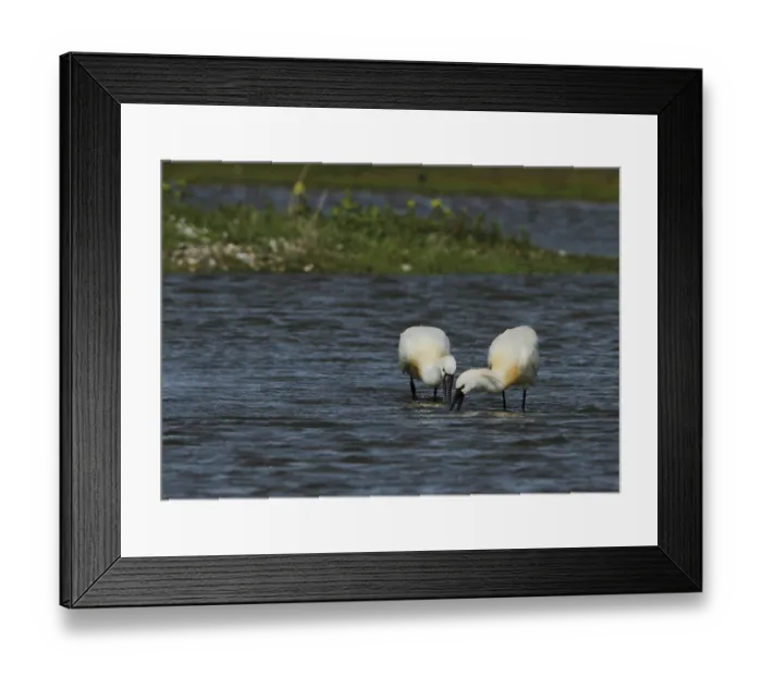 Framed Print : Loffler, Platalea leucorodia