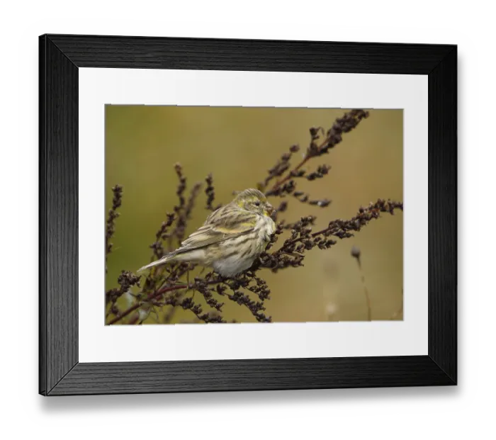 Framed Print : European Serin Serinus serinus
