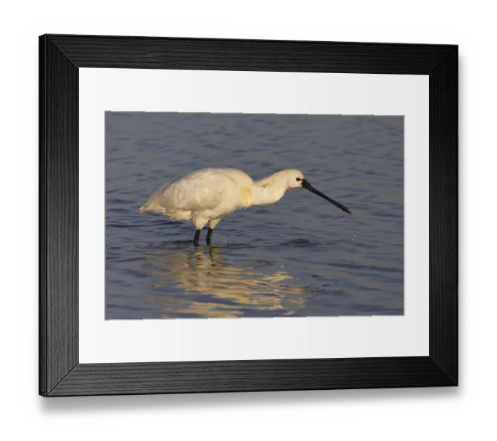 Framed Print : Loffler, Platalea leucorodia