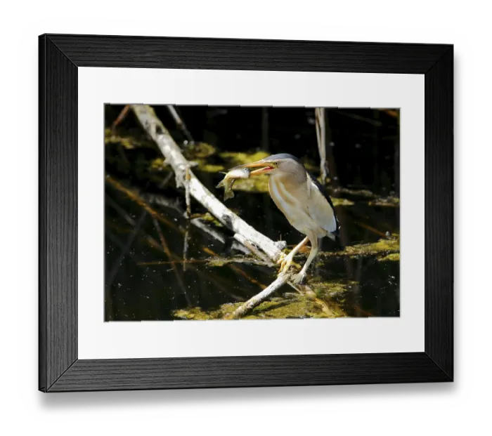 Framed Print : Little bittern, Ixobrychus minutus