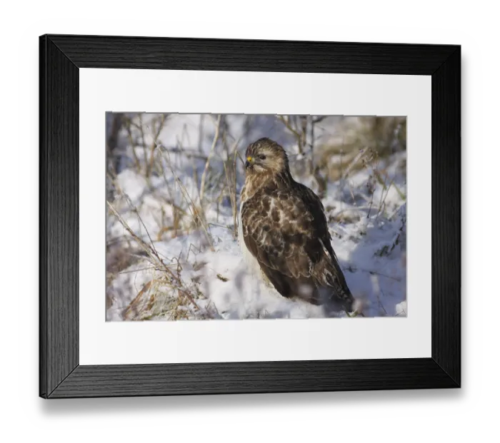 Framed Print : Buzzard, Buteo Buteo, looking for food