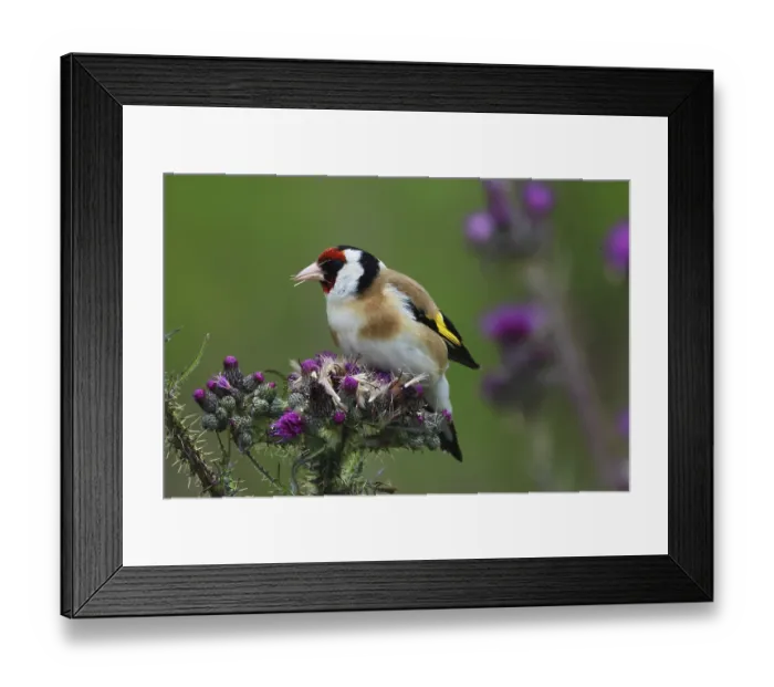 Framed Print : Goldfinch, Carduelis carduelis