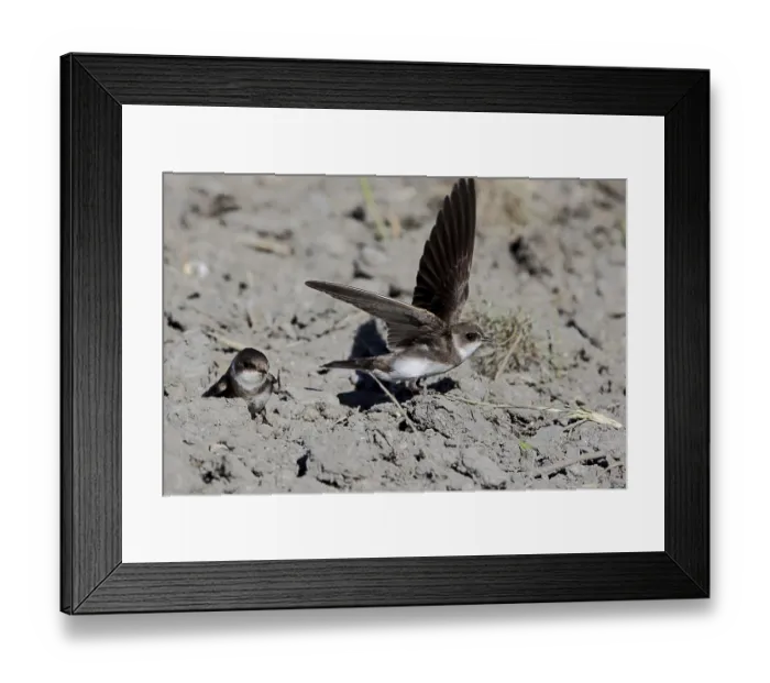 Framed Print : Bank swallow, Riparia riparia, search Nesting material