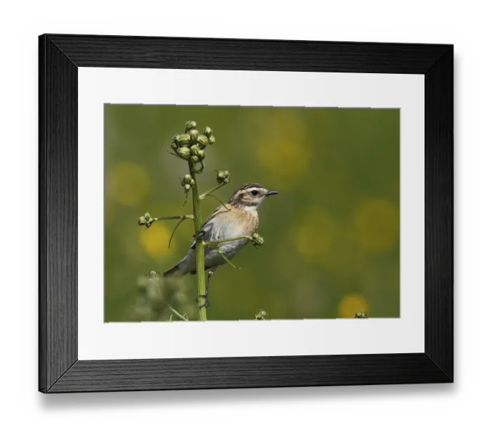 Framed Print : Whitthroat, Saxicola rubetra, sitting on a flower