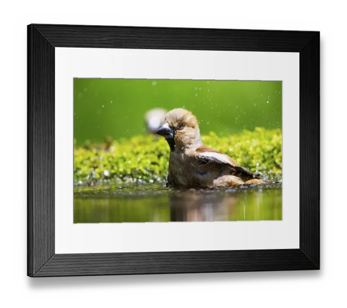 Framed Print : Hawfinch (Coccothraustes coccothraustes) Germany Framed Print : Hawfinch (Coccothraustes coccothraustes) Germany