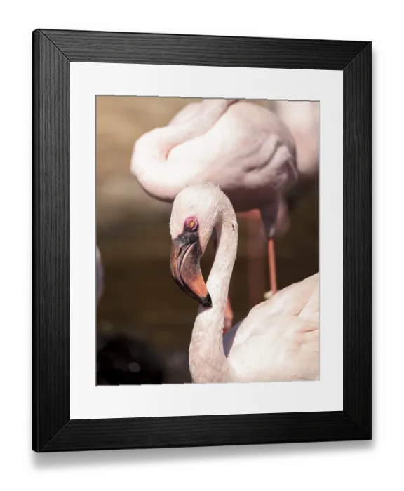 Framed Print : Pink lesser flamingo, Phoeniconaias minor Framed Print : Pink lesser flamingo, Phoeniconaias minor