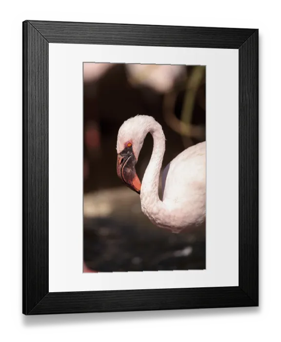 Framed Print : Pink lesser flamingo, Phoeniconaias minor
