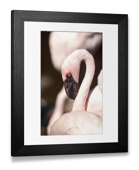 Framed Print : Pink lesser flamingo, Phoeniconaias minor