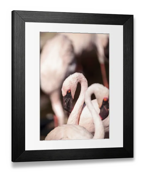 Framed Print : Pink lesser flamingo, Phoeniconaias minor