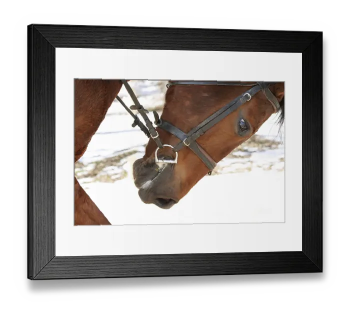 Framed Print : Head of a race horse with a bridle Framed Print : Head of a race horse with a bridle