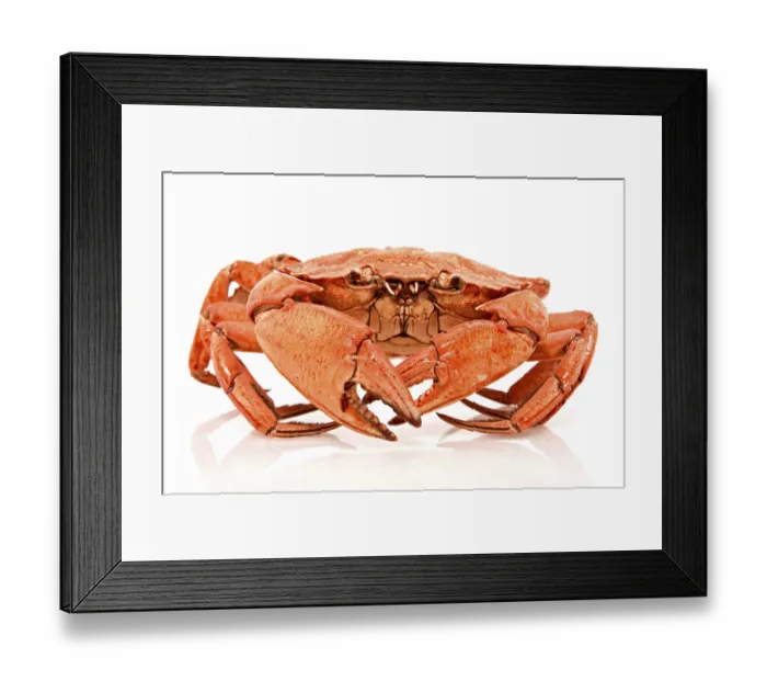 Framed Print : Red crab on white background with reflection