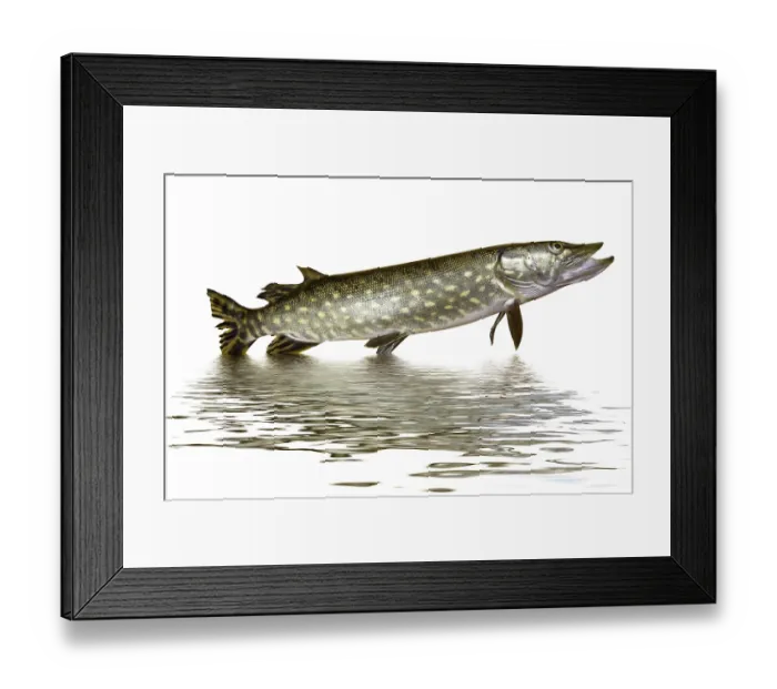 Framed Print : Pike fish jumping out of water. Isolated on white