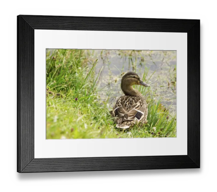 Framed Print : Wild duck in a grass beside the pond Framed Print : Wild duck in a grass beside the pond