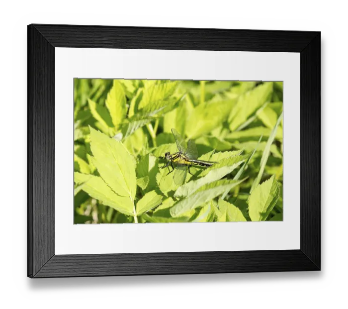 Framed Print : Beautiful dragonfly on leaves with green background Framed Print : Beautiful dragonfly on leaves with green background