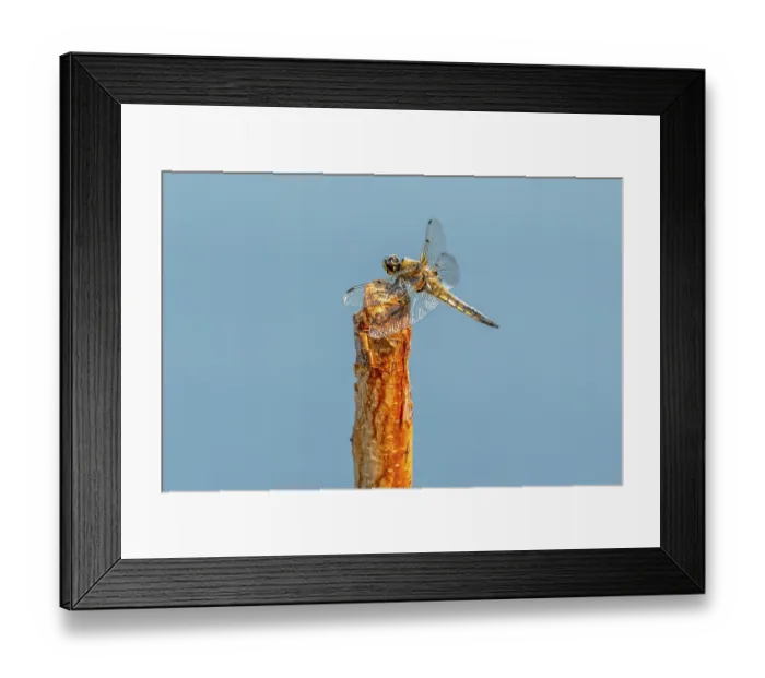 Framed Print : Dragonfly catching on branch tree on sky background