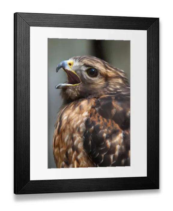 Framed Print : Hawk falcon raptor bird