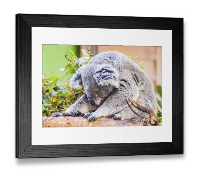 Framed Print : Adorable koala bear taking a nap sleeping Framed Print : Adorable koala bear taking a nap sleeping