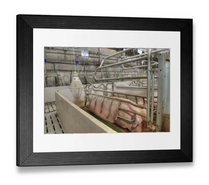Framed Print : Pork plant with very large pigs in special stalls