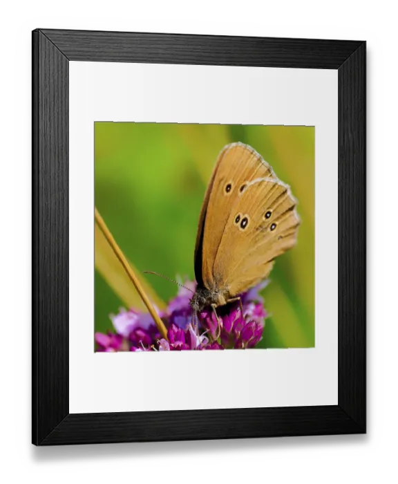 Framed Print : A brown butterfly sits on a flower with an impressive wing design Framed Print : A brown butterfly sits on a flower with an impressive wing design