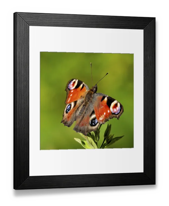 Framed Print : Peacock butterfly with spread wings Framed Print : Peacock butterfly with spread wings