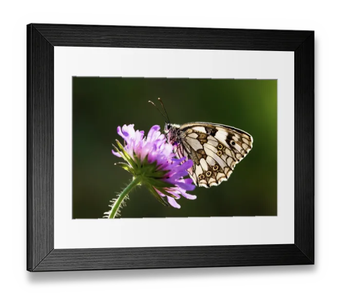 Framed Print : A butterfly with detailed wings resting on a purple flower