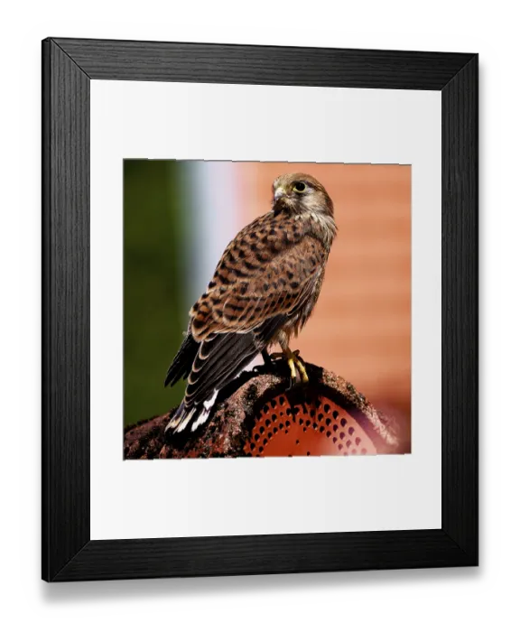 Framed Print : A bird of prey shows its structure Framed Print : A bird of prey shows its structure