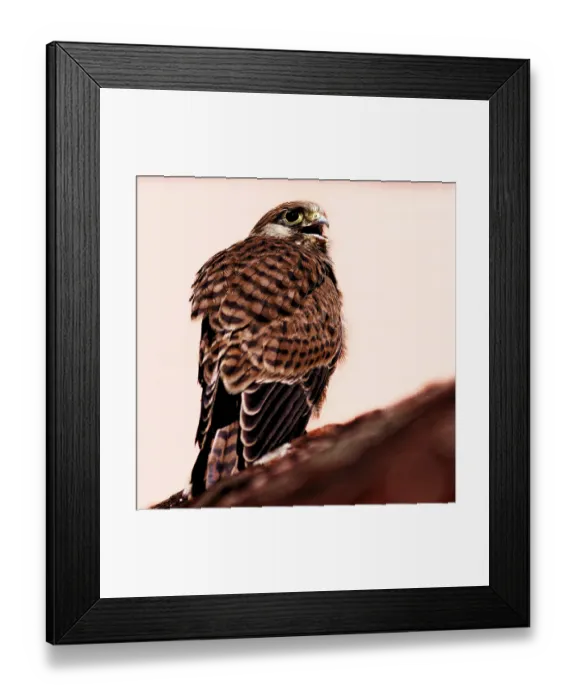 Framed Print : A bird of prey in profile, the light emphasises the shape of the feathers