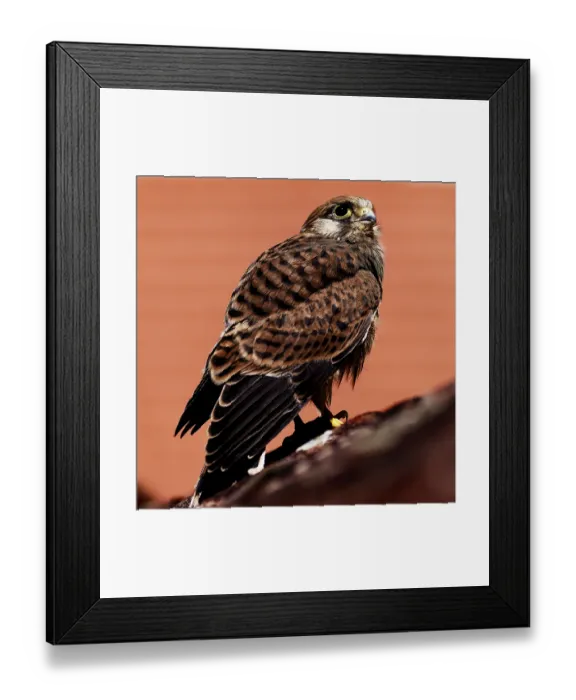 Framed Print : A bird of prey with striped plumage and a sharp gaze against an orange background