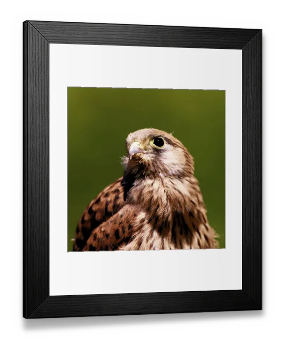 Framed Print : Close-up of a young falcon with alert expression and detailed plumage Framed Print : Close-up of a young falcon with alert expression and detailed plumage