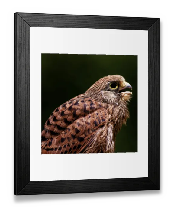 Framed Print : Portrait of a falcon with lively eyes and detailed plumage