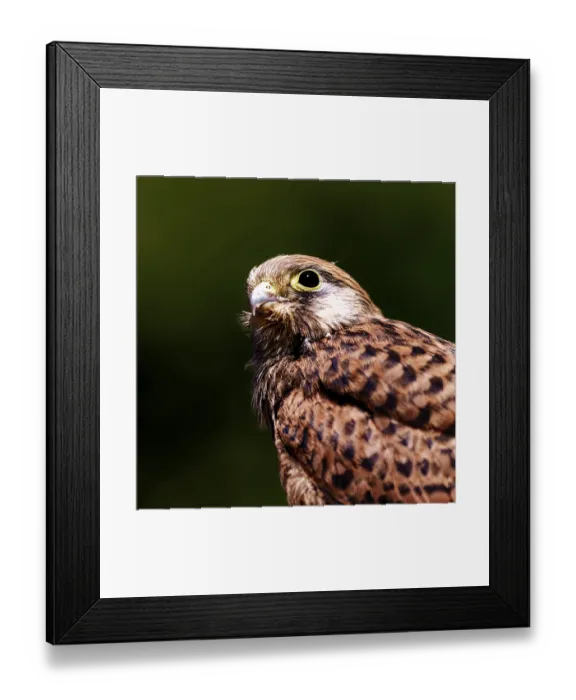 Framed Print : Young falcon with raised head and sharp gaze Framed Print : Young falcon with raised head and sharp gaze