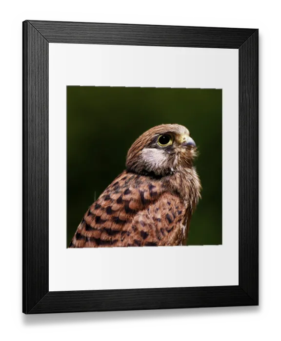 Framed Print : Proud view of a bird of prey in natural surroundings