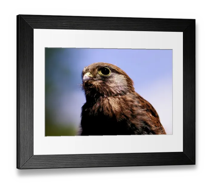 Framed Print : Kestrel portrait in front of a blue sky with lively expression Framed Print : Kestrel portrait in front of a blue sky with lively expression