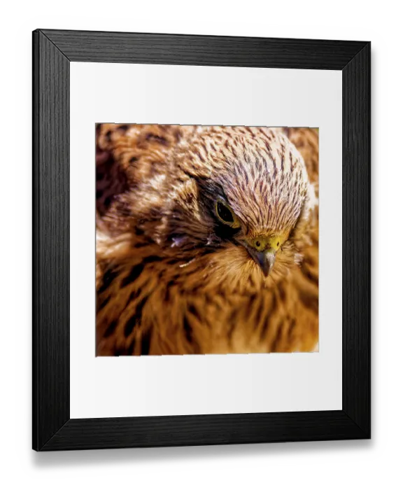 Framed Print : Close-up of a falcon with attentive gaze and soft feathers