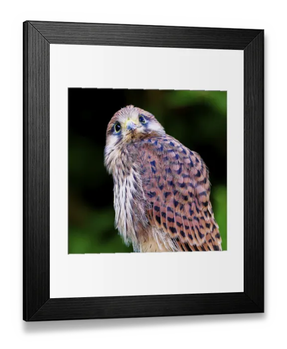 Framed Print : A bird with patterned plumage looks into the camera