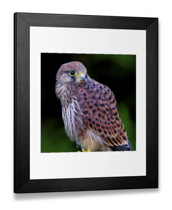 Framed Print : A bird of prey stands with patterned plumage in front of a green background Framed Print : A bird of prey stands with patterned plumage in front of a green background