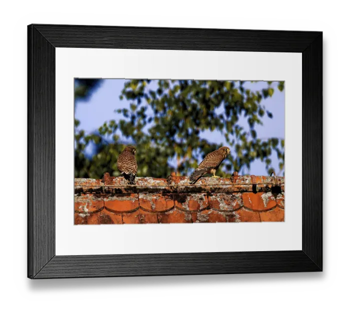 Framed Print : Two birds sitting on an old tiled roof with trees in the background