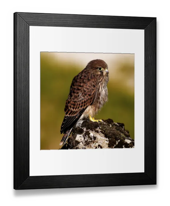 Framed Print : A bird of prey sits attentively on a mossy rock