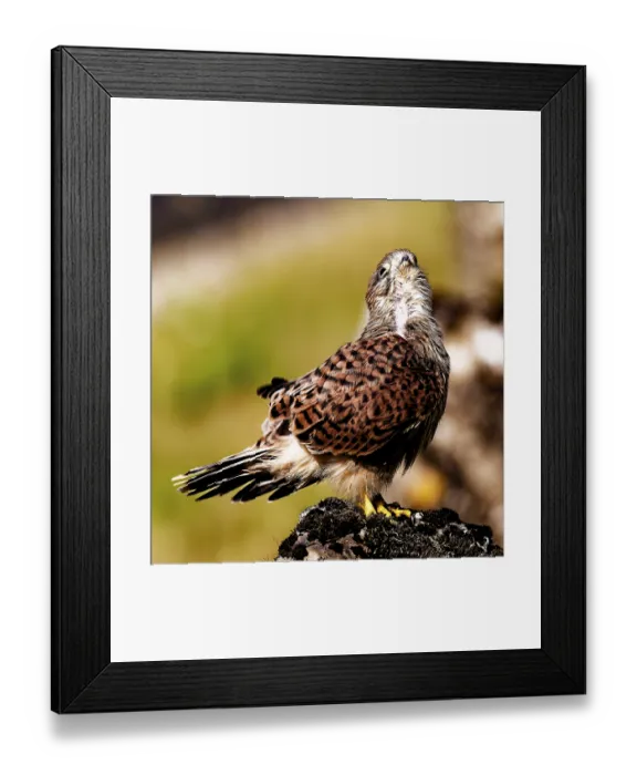Framed Print : A bird turns its head and looks up into the sky on a rock