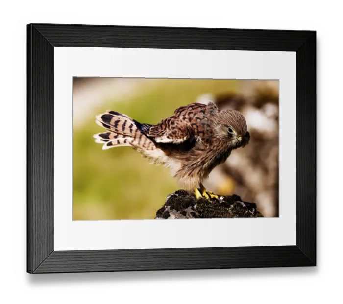 Framed Print : A bird of prey with ruffled feathers on a windy rock Framed Print : A bird of prey with ruffled feathers on a windy rock