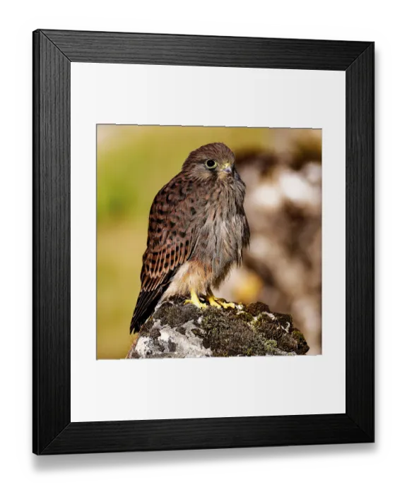 Framed Print : A young bird sits attentively on a mossy rock in the open air