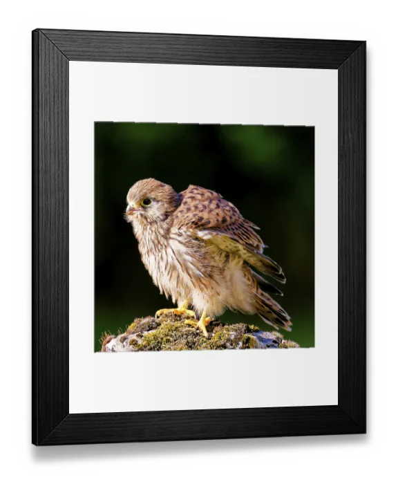 Framed Print : A fluffy young bird sits on a moss-covered stone in the sunlight