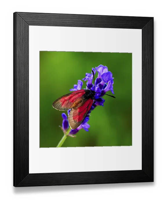 Framed Print : Red butterfly on purple flower in natural
