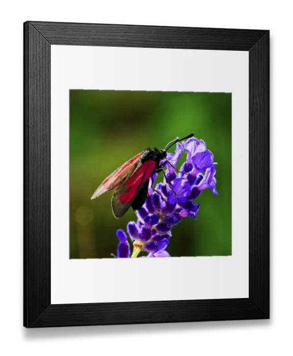 Framed Print : A colourful butterfly sits on a lavender branch