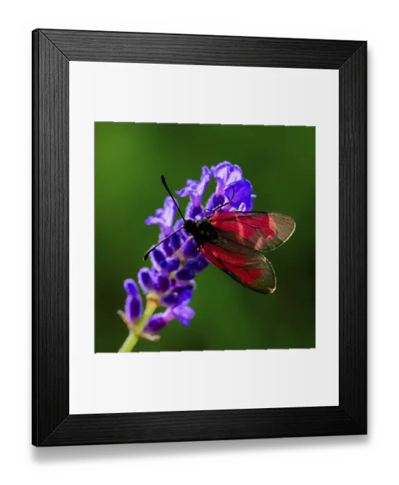 Framed Print : A colourful butterfly sits on a vivid purple flower