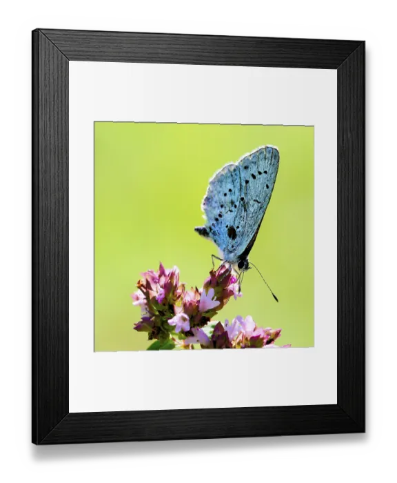 Framed Print : A blue butterfly sits on a pink flower in front of a green background
