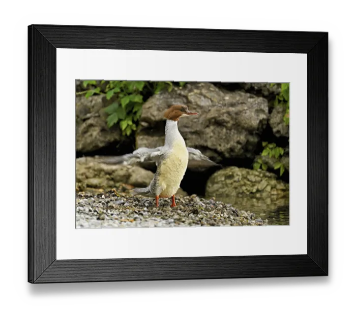 Framed Print : Goosander (Mergus merganser), female shaking her wings