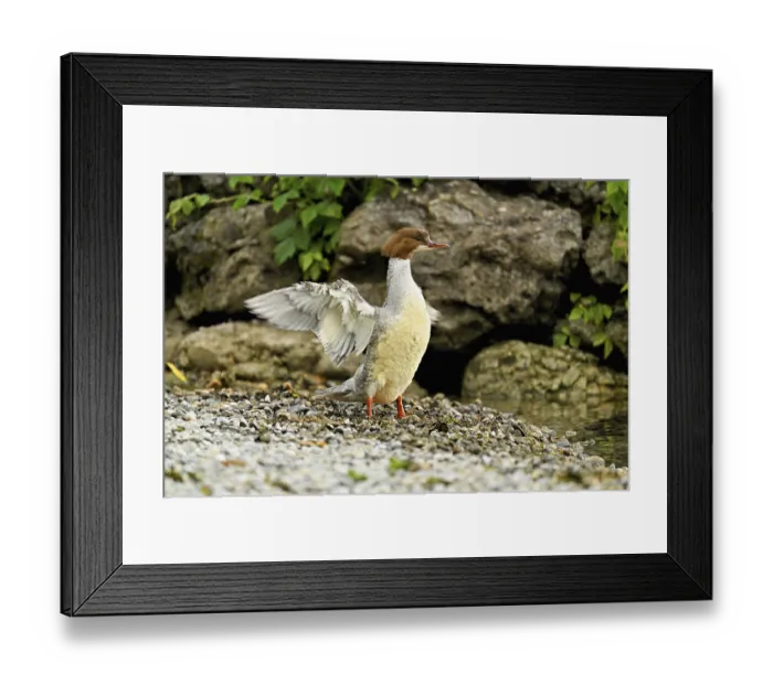 Framed Print : Goosander (Mergus merganser), female shaking her wings
