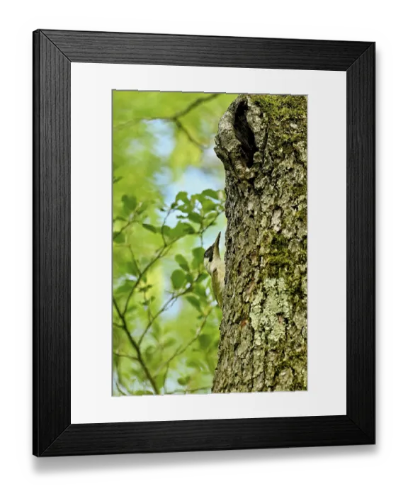 Framed Print : Green woodpecker (Picus viridis) Framed Print : Green woodpecker (Picus viridis)