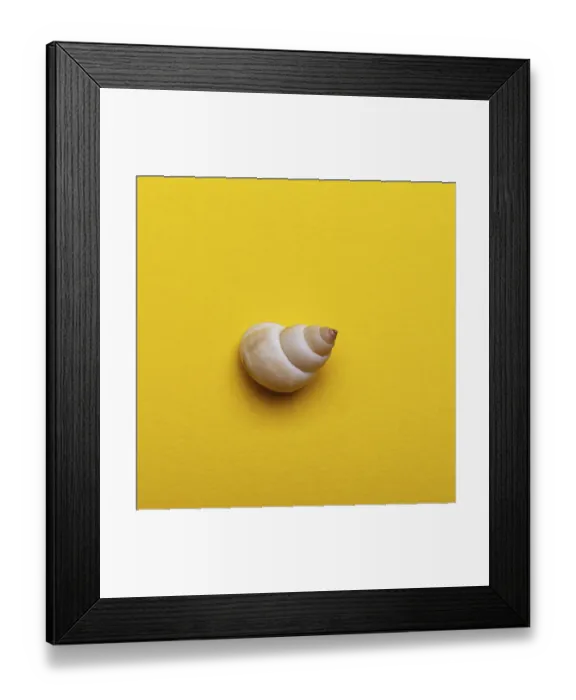 Framed Print : Shea shell on the yellow background Framed Print : Shea shell on the yellow background